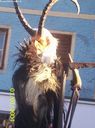 Filename=stjohann_mp076.jpg
Filesize=93KiB
Dimensions=618x832
Date added=Dec 01, 2018 stjohann_mp076.jpg