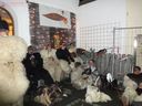 Filename=klausen_06122009_andrea_schwarz042.JPG
Filesize=126KiB
Dimensions=912x684
Date added=Dec 01, 2018 klausen_06122009_andrea_schwarz042.JPG