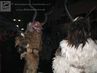 Filename=IMG_2864.jpg
Filesize=343KiB
Dimensions=2048x1536
Date added=Dec 02, 2018 IMG_2864.jpg