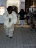Filename=k_9693.jpg
Filesize=517KiB
Dimensions=1500x2000
Date added=Dec 03, 2018 k_9693.jpg